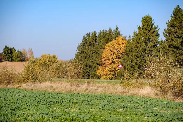 Detalhes Floresta Final Outono Campo Com Troncos Árvores Folhas Coloridas — Fotografia de Stock