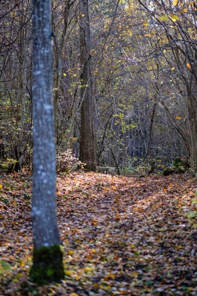 木の幹 紅葉空枝と田舎で晩秋の森の詳細 — ストック写真