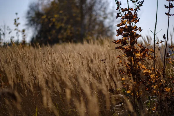 Autumn Grass Bents Blur Background Abstract Nature Texture — Stock Photo, Image