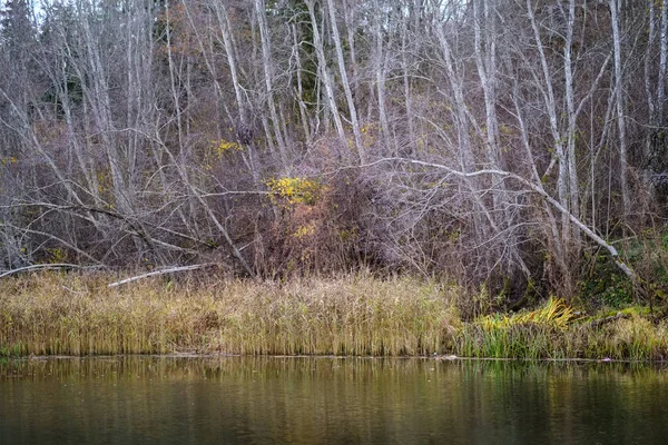 Jesienią Kolorowe Drzew Liści Parku Pobliżu Wód Widok Krajobrazu Stronie — Zdjęcie stockowe