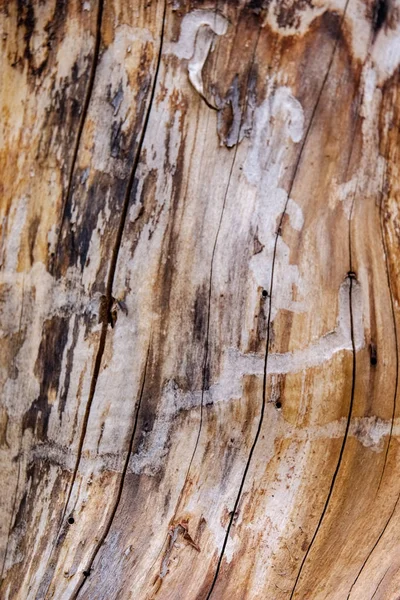 Tree Trunk Stomp Fallen Broken Tree Age Lines Wooden Art — Stock Photo, Image