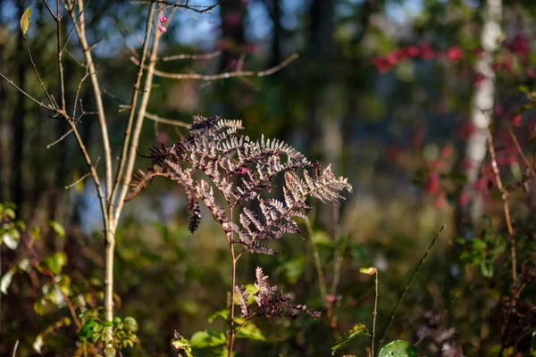 Detalles Del Bosque Finales Otoño Campo Con Troncos Árboles Hojas —  Fotos de Stock