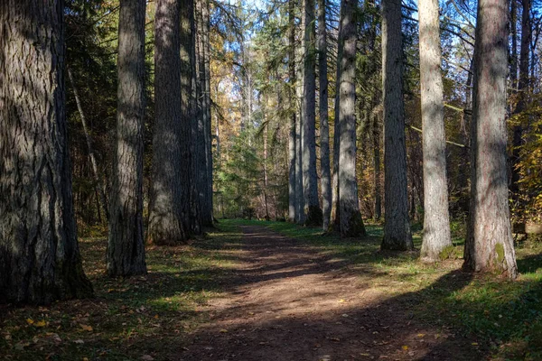 Pusty Kraju Road Jesienny Park Między Pnie Drzew Kolory Jesieni — Zdjęcie stockowe