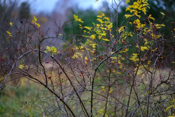 Arbres Solitaires Avec Dernières Feuilles Colorées Dans Les Branches Peu — Photo