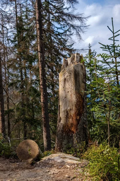 Tree Trunk Stomp Van Omgevallen Gebroken Boom Met Leeftijd Lijnen — Stockfoto