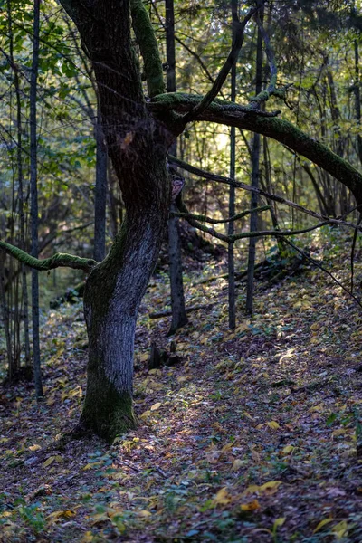 森林细节在深秋在农村与树干 有色的叶子和空的分支 — 图库照片