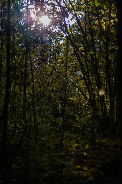 Detalhes Floresta Final Outono Campo Com Troncos Árvores Folhas Coloridas — Fotografia de Stock