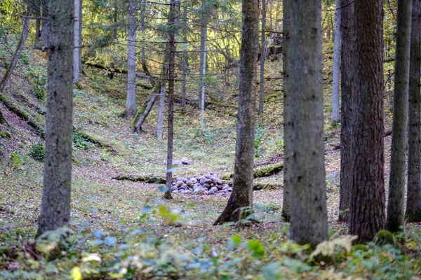 Detalhes Floresta Final Outono Campo Com Troncos Árvores Folhas Coloridas — Fotografia de Stock