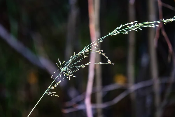 秋天的草与模糊的背景 抽象的自然纹理 — 图库照片
