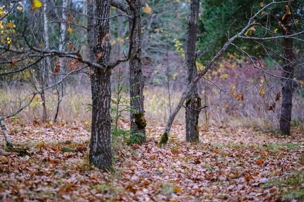 Árvores Solitárias Com Últimas Folhas Coloridas Ramos Pouco Antes Inverno — Fotografia de Stock