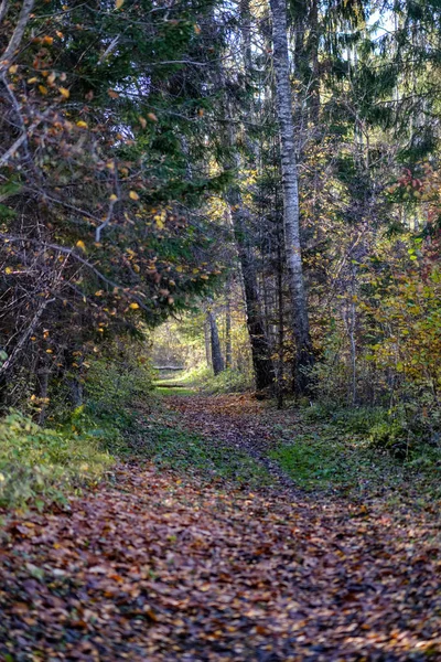 Forest Details Late Autumn Countryside Tree Trunks Colored Leaves Empty — Stock Photo, Image