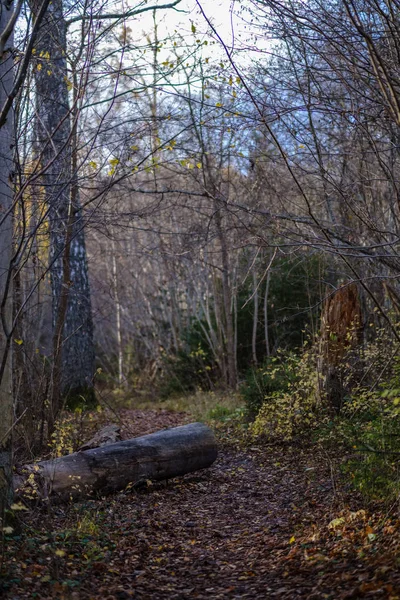 Eenzame Bomen Met Laatste Gekleurde Bladeren Takken Kort Voor Doffe — Stockfoto