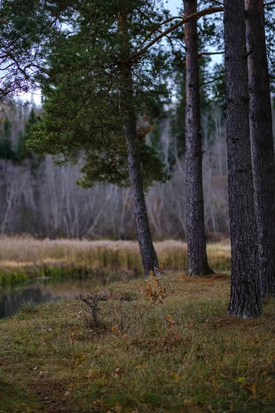 最後の色が付いている孤独な木葉枝直前の冬 退屈な秋の色と木の幹と空の公園 — ストック写真