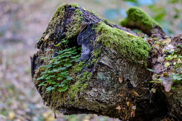 Yaş Çizgilerle Düşmüş Kırık Ağaç Ağaç Gövde Stomp Ahşap Sanat — Stok fotoğraf