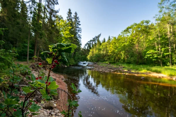在夏季绿色的天气里 在森林深处的河流中 有砂岩悬崖和古老的干木树干 拉脱维亚 Cesis 附近的 Amama — 图库照片