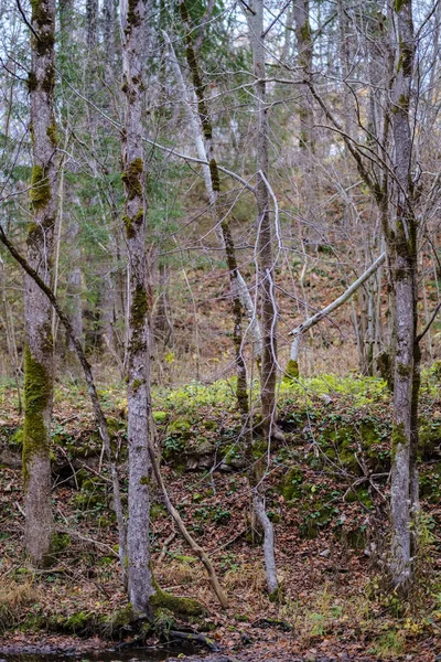 Detalhes Floresta Final Outono Campo Com Troncos Árvores Folhas Coloridas — Fotografia de Stock