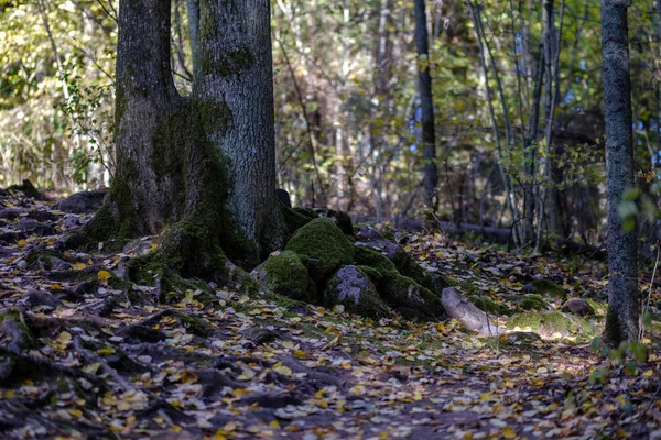 Skog Detaljer Senhösten Landsbygden Med Trädstammar Färgade Blad Och Tom — Stockfoto