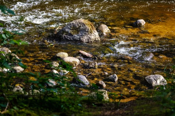 Torrente Roccioso Fiume Profondo Nella Foresta Estate Tempo Verde Con — Foto Stock