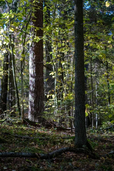 Δάσος Λεπτομέρειες Στα Τέλη Του Φθινοπώρου Στο Ύπαιθρο Κορμούς Δέντρων — Φωτογραφία Αρχείου