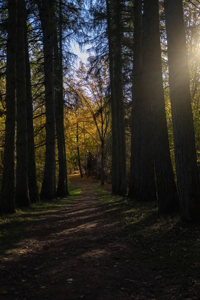 Estrada Rural Vazia Parque Outono Entre Troncos Árvores Cores Queda — Fotografia de Stock