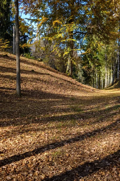 Detalles Del Bosque Finales Otoño Campo Con Troncos Árboles Hojas —  Fotos de Stock