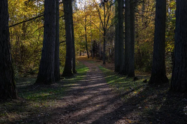 Pusty Kraju Road Jesienny Park Między Pnie Drzew Kolory Jesieni — Zdjęcie stockowe