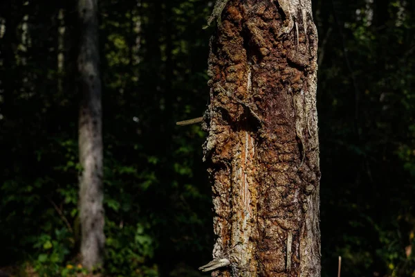 Baumstamm Von Umgestürztem Umgestürztem Baum Mit Altersgrenzen Holzkunst Natürlicher Umgebung — Stockfoto