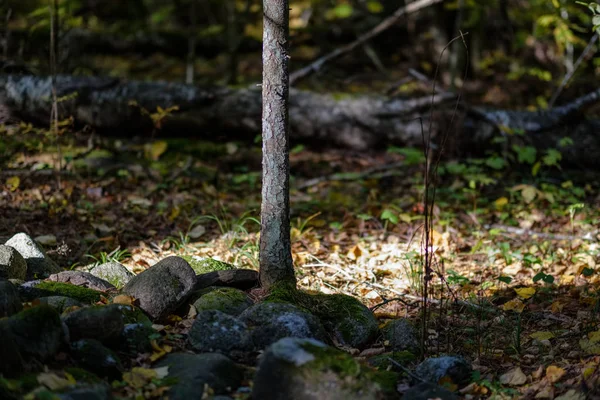 Details Van Het Bos Late Herfst Platteland Met Boomstammen Gekleurde — Stockfoto