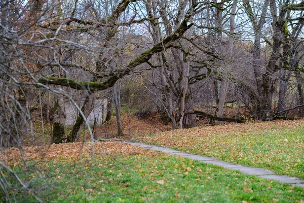 冬天前不久 树与最后的颜色的叶子在分枝 沉闷的秋天的颜色和空的公园与树干 — 图库照片