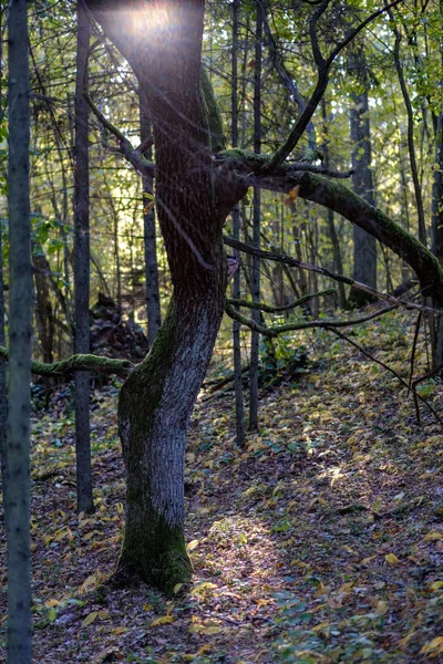 Skog Detaljer Senhösten Landsbygden Med Trädstammar Färgade Blad Och Tom — Stockfoto