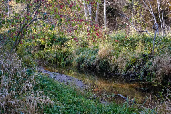 Herfst Gekleurde Bomen Bladeren Park Buurt Van Hoeveelheid Water Land — Stockfoto