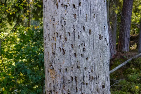 年齢線で倒れた壊れた木のツリー トランク ストンプ 自然環境で木製美術 — ストック写真