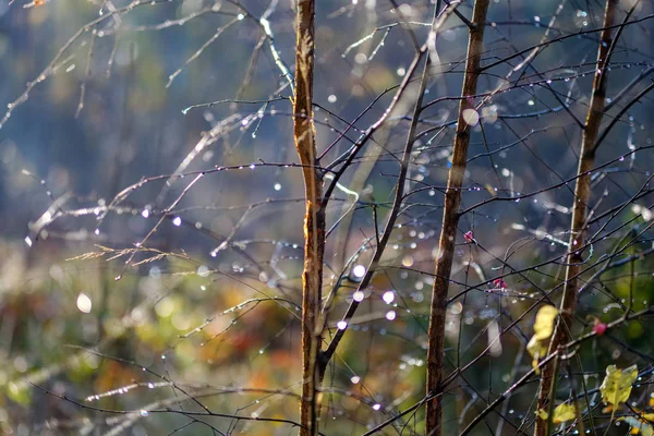 Detalles Del Bosque Finales Otoño Campo Con Troncos Árboles Hojas — Foto de Stock