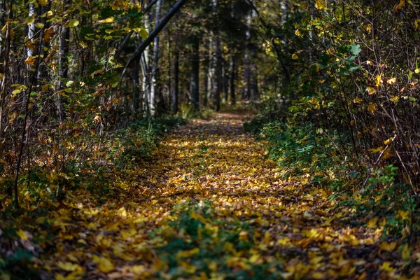 Estrada Rural Vazia Parque Outono Entre Troncos Árvores Cores Queda — Fotografia de Stock