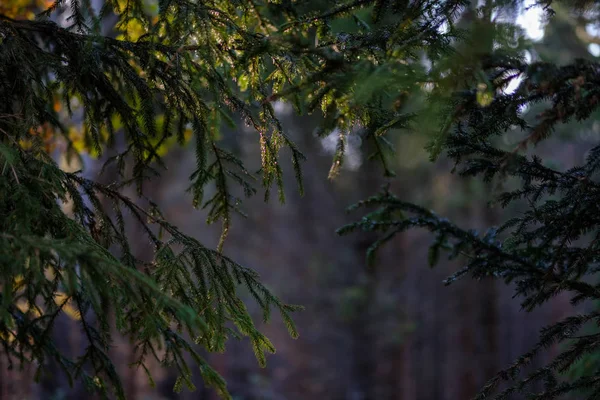 Деталі Лісу Наприкінці Осені Сільській Місцевості Стовбурами Дерев Кольоровими Листям — стокове фото
