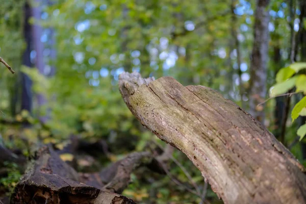 Tronc Arbre Piétinement Arbre Cassé Tombé Avec Des Lignes Âge — Photo