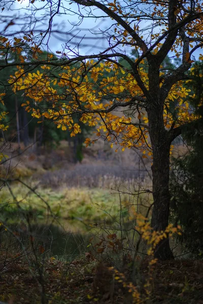 Eenzame Bomen Met Laatste Gekleurde Bladeren Takken Kort Voor Doffe — Stockfoto