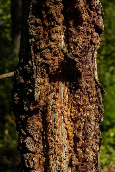 Tronco Árvore Stomp Árvore Quebrada Caída Com Linhas Idade Arte — Fotografia de Stock