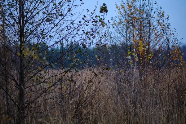 Osamělé Stromy Poslední Barevné Listy Pobočkách Krátce Před Zimní Nudné — Stock fotografie