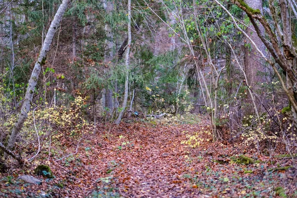 Magányos Fák Utolsó Színű Levelek Ágak Röviddel Téli Unalmas Őszi — Stock Fotó
