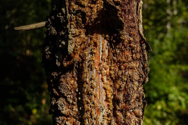 年齢線で倒れた壊れた木のツリー トランク ストンプ 自然環境で木製美術 — ストック写真