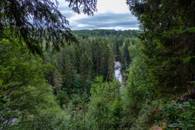 Nehir derin orman kumtaşı kayalıklarla ve eski kuru ağaç gövdeleri ile yaz yeşil havalarda kayalık akış. Letonya Cesis yakınındaki nehirde Amata