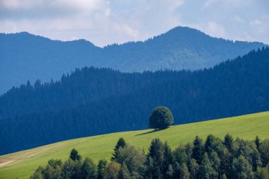 Batı Karpat Tatra dağ manzarası yeşil alanları ve ormanları ön planda 