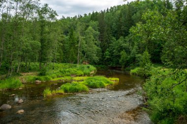 Nehir derin orman kumtaşı kayalıklarla ve eski kuru ağaç gövdeleri ile yaz yeşil havalarda kayalık akış. Letonya Cesis yakınındaki nehirde Amata