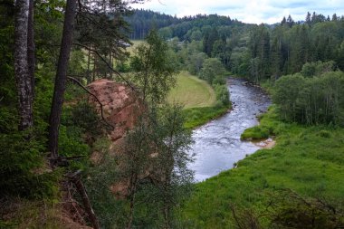 Nehir derin orman kumtaşı kayalıklarla ve eski kuru ağaç gövdeleri ile yaz yeşil havalarda kayalık akış. Letonya Cesis yakınındaki nehirde Amata