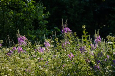 yaz yeşil çayır çiçek desen. Doğa ayrıntılarını dokulu arka plan