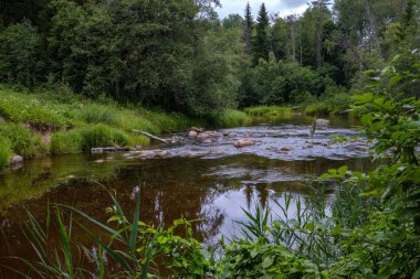 Nehir derin orman kumtaşı kayalıklarla ve eski kuru ağaç gövdeleri ile yaz yeşil havalarda kayalık akış. Letonya Cesis yakınındaki nehirde Amata