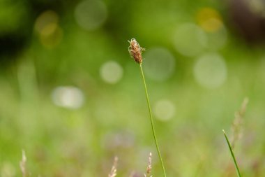 yaz yeşil çayır çiçek desen. Doğa ayrıntılarını dokulu arka plan