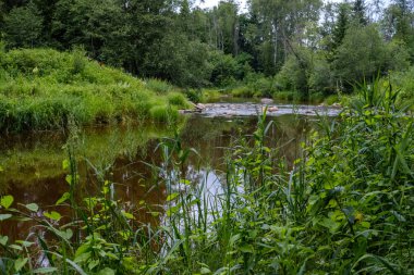 Nehir derin orman kumtaşı kayalıklarla ve eski kuru ağaç gövdeleri ile yaz yeşil havalarda kayalık akış. Letonya Cesis yakınındaki nehirde Amata