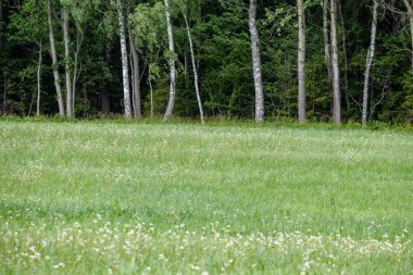 yaz yeşil çayır. Güneşli bir günde Letonya